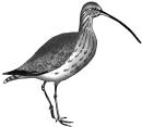 58 59 Großer Brachvogel Numenius arquata Curlew Familie: Schnepfen Der Große Brachvogel ist ein sehr großer Vogel.