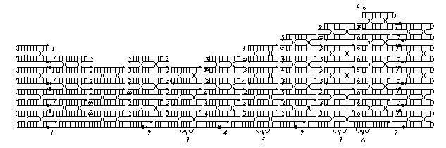 Abb 11: Terminal -Einheiten Jeder terminale Komplex kodiert entweder einen gültigen Hamilton Pfad, in welchem der Komplex komplett ist und durch Ligation ein äußerer Ring geformt wurde, oder einen