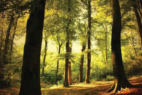 sicheren Bewegen und Spielen finden können. Der Wald: Der Wald ist ein idealer Zufluchtsort um seine Gedanken zu sortieren, die innere Ruhe zu finden und dem Lärm und Stress des Alltags zu entgehen.