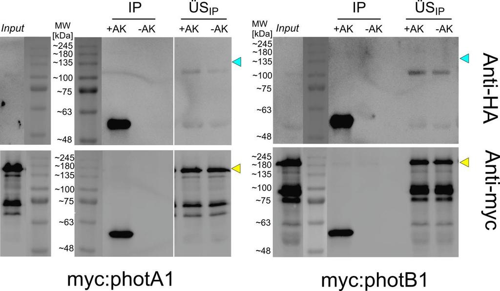 4. Ergebnisse Abbildung 4-17: Western Blots der myc:phota1- und myc:phot-b1-ip-negativkontrollen.