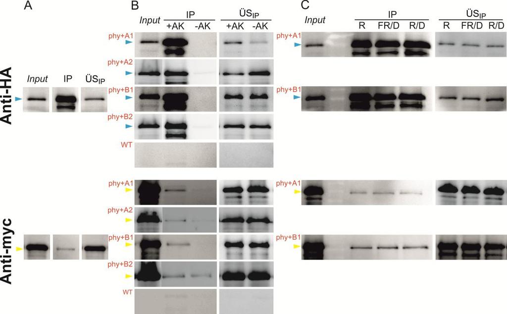 4. Ergebnisse Abbildung 4-18: Co-IPs von HA:phy4 und myc:phota1, -A2, -B1 & -B2 in verschiedenen (in vivo und in vitro) Lichtbedingungen und mit Proteinextrakten aus untransformierten Blättern (WT)