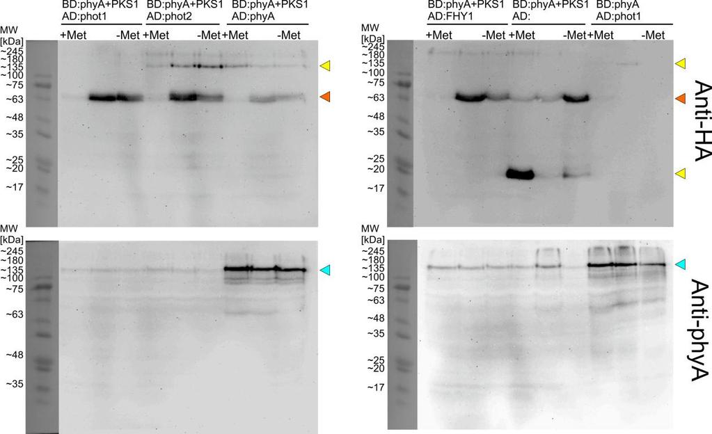4. Ergebnisse Abbildung 4-21: Expressionsnachweis von Bait-, Prey- und Bridge-Proteinen im Y3H- Experiment. Proteine wurden aus etwa gleich großen Hefe-Pellets extrahiert.