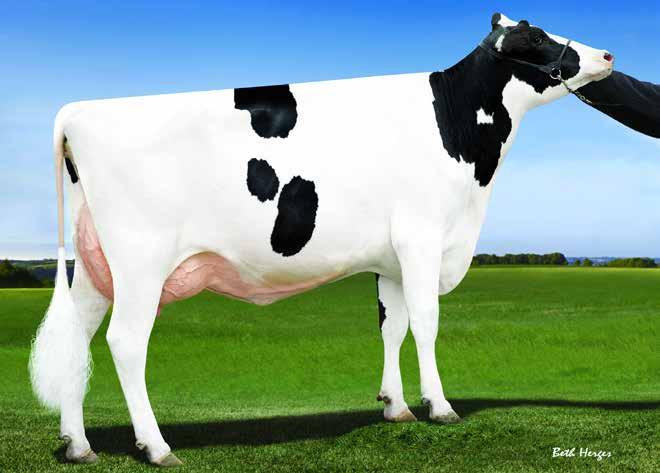 213 324 Holstein - töchtergeprüft Balisto Herdb.Nr.: 889248 De-Su 11236 Balisto BOOKEM x WATSON x O MAN x RUDOLPH 3732 Tö. / 1215 Betr. / 98 % Sich.