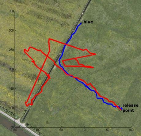 homing flight Entwässerungskanal m H Training route feeder Analyse der Flüge - Länge des Vektorflugs - Richtung des Vektorflugs - Übergang vom Vektorflug