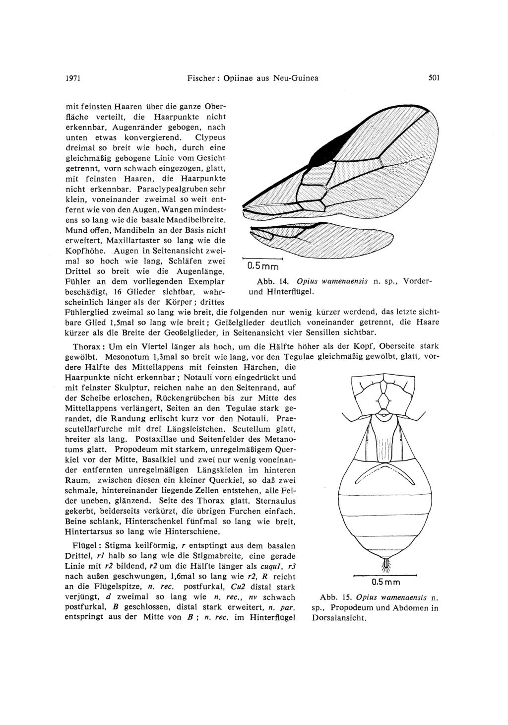 1971 Fischer : Opiinae aus Neu-Guinea 501 mit feinsten Haaren uber die ganze Oberflache verteilt, die Haarpunkte nicht erkennbar, Augenrander gebogen, nach unten etwas konvergierend.
