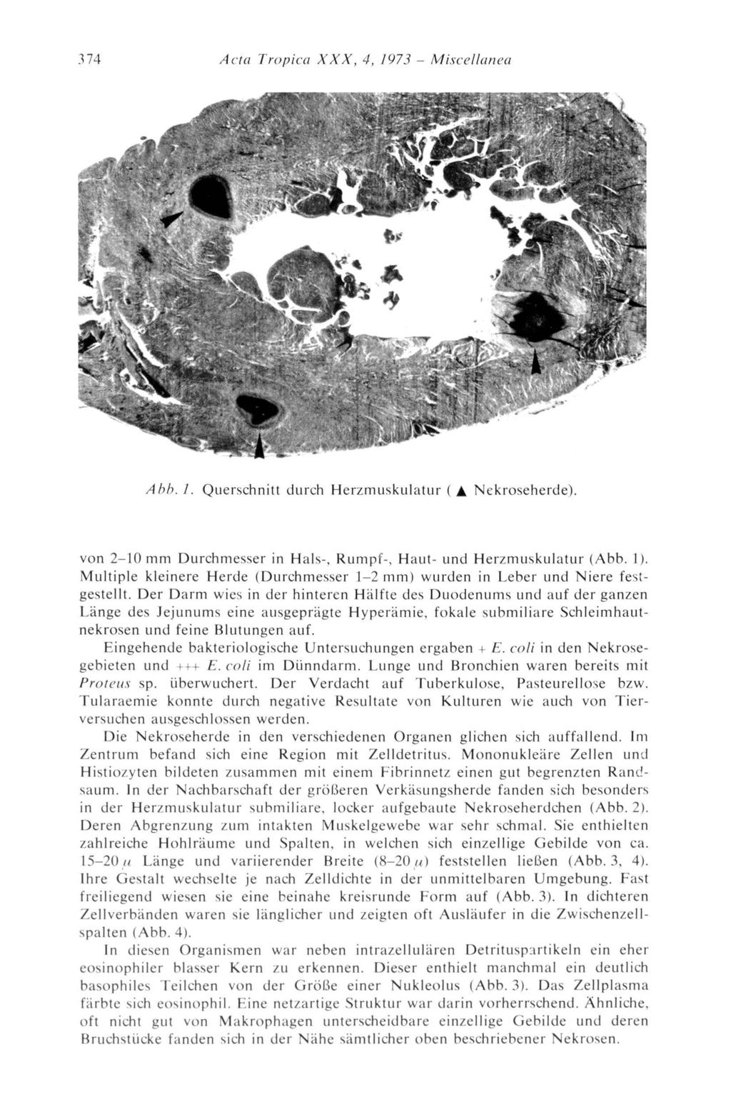 374 Ada Tropica XXX, 4, 1973 - Miscellanea m k < V -. S M V \ h t ^ è i U...,%-- Abb. l. Querschnitt durch Herzmuskulatur A Nekroseherde).