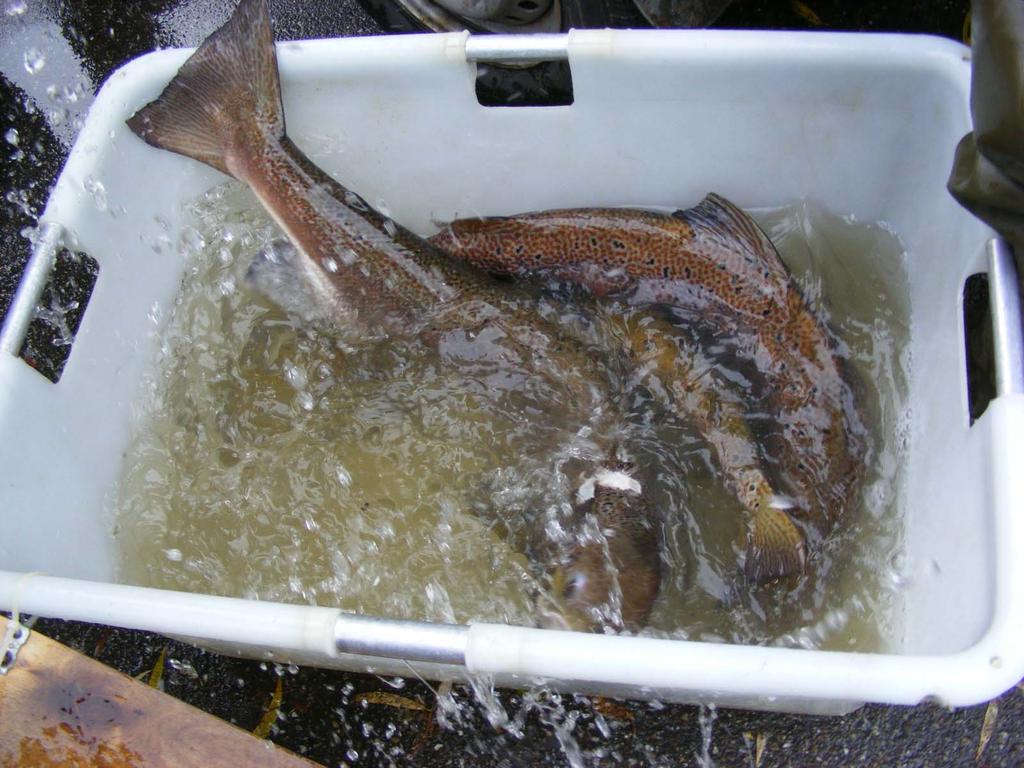 Frisch gefangene Lachse in