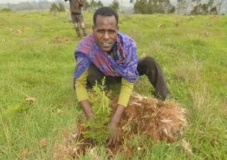 Im Gebiet Dama, im Süden der Oromia-Region auf bis zu 3 000 m.ü.m. gelegenen, hat die Regenzeit dieses Jahr etwas früher eingesetzt als üblich, so dass im Juni bereits die ersten Setzlinge gepflanzt werden konnten.