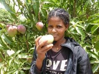 Die Bauern können Honig produzieren 234 450 Fruchtbäume zur Verbesserung der Ernährung als Nebenprojekt der Aufforstungen Da Früchte in den ländlichen Gebieten Äthiopiens weitgehend Mangelware sind,
