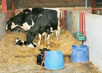 Quelle: ZMB Die Milchproduktion in Großbritannien ging fünf Jahre in Folge zurück. Die nationale Quote wird seit Jahren nicht erfüllt.