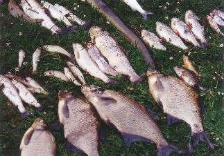 1988 bis 1994 - Katastrophale Fischsterben in Fintau und