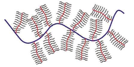 Biopolymere Polymermechanik: FJC, WLC 1. Linear 2. Zweigförmig 3.