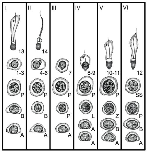 2 LITERATURÜBERSICHT 14 2.2.3.2. Zellbild der 6 Spermatogenesestadien bei Callithrix jacchus CLERMONT (1972) unterteilte die Spermatogenese des Weißbüschelaffen (Callithrix jacchus) in 12