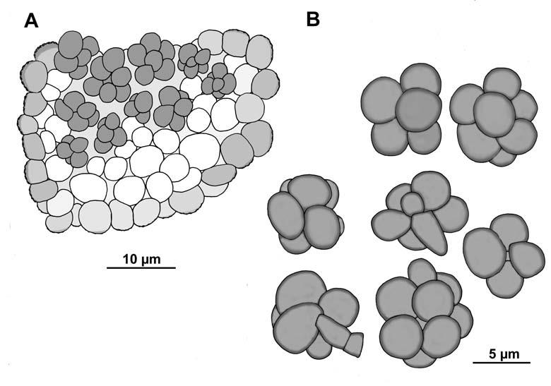 352 Herzogia 24 (2), 2011 Abb. 1: Phaeosporobolus chlaroterae, Holotypus. A Schnitt durch ein Conidioma, B Conidienpakete, teilweise mit conidiogenen Zellen. Fig.
