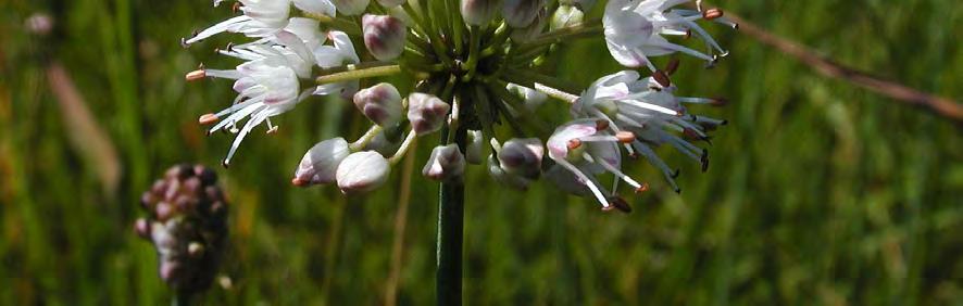 Wasser-Schwertlilie (Iris pseudacorus), Sibirische Schwertlilie (Iris sibirica), Knötchen-Simse (Juncus subnodulosus), Kleines Knabenkraut (Orchis morio), Hirsch- Haarstrang (Peucedanum cervaria),