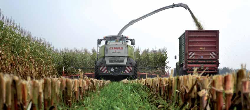 Q-Gras Mais Untersaat Standard Durch Maisuntersaaten sind die Maisflächen nach der Maisernte über den Winter begrünt.