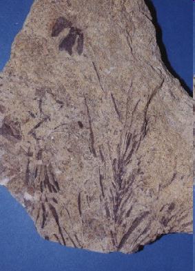 Vegetation Im mittleren Buntsandstein findet man in größerer Zahl Fossilien von Landpflanzen, insbesondere Bärlappe (Pleuromeia) und