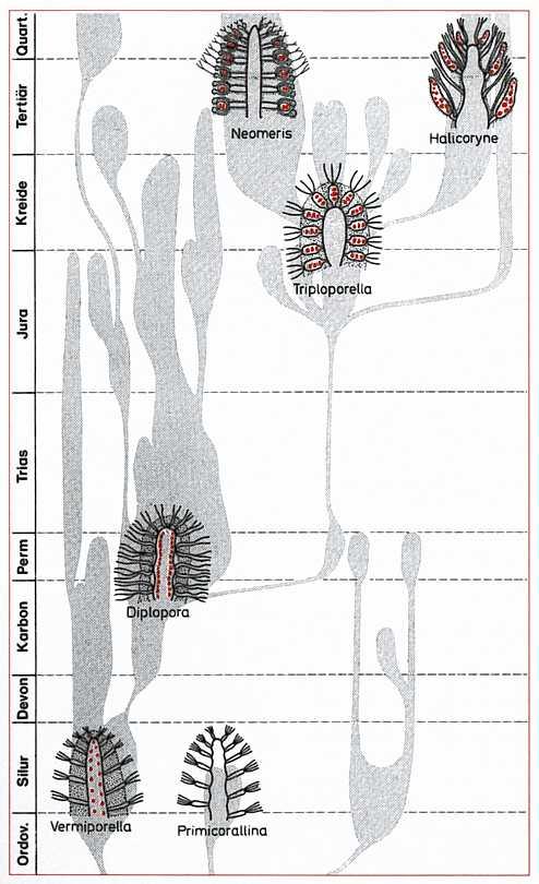 Phylogenie der Dasycladaceae fossil seit dem Kambrium in 120 Gattungen bekannt heute gibt es noch