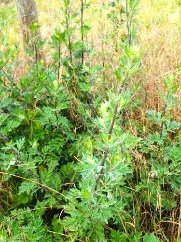 Blüte: 6-8 2 Beifuß (Artemisia vulgaris)