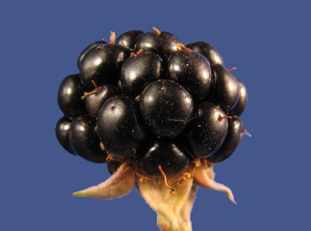 20: Prunus domestica ssp.