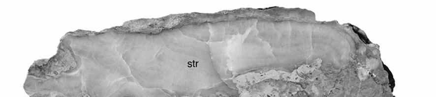 Fig. 1: A - plattiger Stromatoporen-Mikrobialith Gerüstkalk; dunkelgraue nicht-skelettale