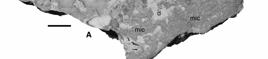 Hellgraue homogene Anteile stellen allochthonen Kalkschlamm dar (d), str = Stromatopore;