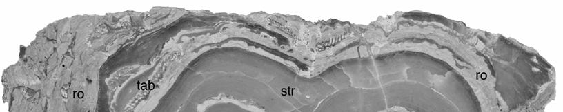 Fig. 4: A lagig wachsende Stromatopore (str) mit häufigen Rothpletzella-Krusten (ro), die das