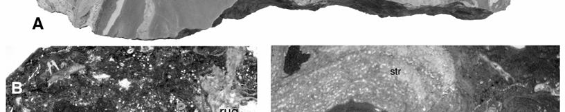 HOB 2/3 (Dünnschliff), Maßstab: 1 mm; C Rothpletzella-Kruste (ro) auf einer rugosen Koralle (rug);