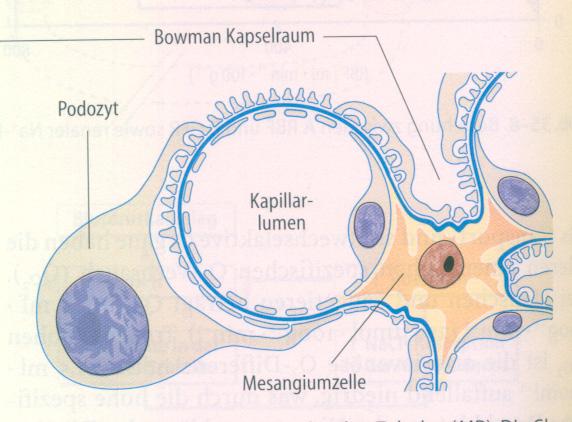 Glomeruläre