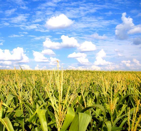 SPÄTE SORTEN NEU KROISSANCE SPÄT 250 Dreifachnutzungssorte mit sehr hohen Körner und Silomaiserträgen Großrahmig und bestens geeignet als Biogassorte Sehr hohe Standfestigkeit im Sommer und zur Ernte