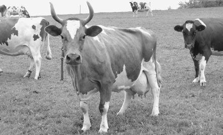8 Finanzielle Schäden ungewiss Läuten bei Gilgen nun bei jedem Durchfall seiner Tiere die Alarmglocken? Nein, sagt er, denn: «Die Kühe sind wohl durch die beiden Streuer alle immun.