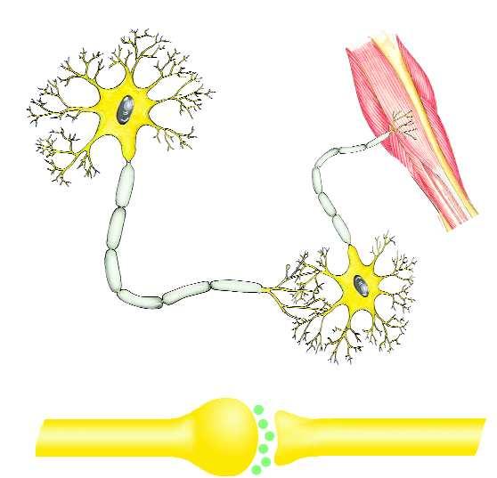 Informationsweiterleitung in unserem Nervensystem Nervenzelle Dendrit Muskel motorische Endplatte Neurit Zellkern Zellkörper Dendrit Neurit