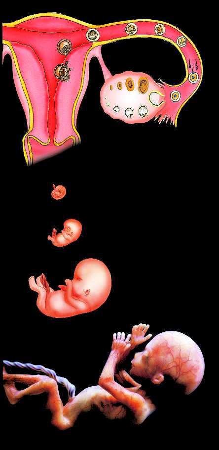 Keim - Embryo - Fetus Einnistung vielzelliger Keim erste Furchungen Befruchtung { Eierstock Eizelle Eileiter Gebärmutterschleimhaut Embryo nach etwa 4 Wochen (ca.