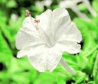 Wunderblume) Rote Wunderblume Weiße Wunderblume Rosa blühende Mischung