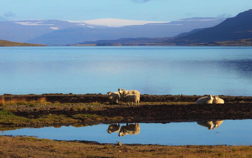 Schafe im Fjord Mjóifjörður mit dem Gletscher Drangajökull im Hintergrund. DIE MYSTISCHEN WESTFJORDE 11 TAGE Foto: A.S.» Wenn Sie die Einsamkeit und das Meer mögen ist dies die richtige Reise für Sie.