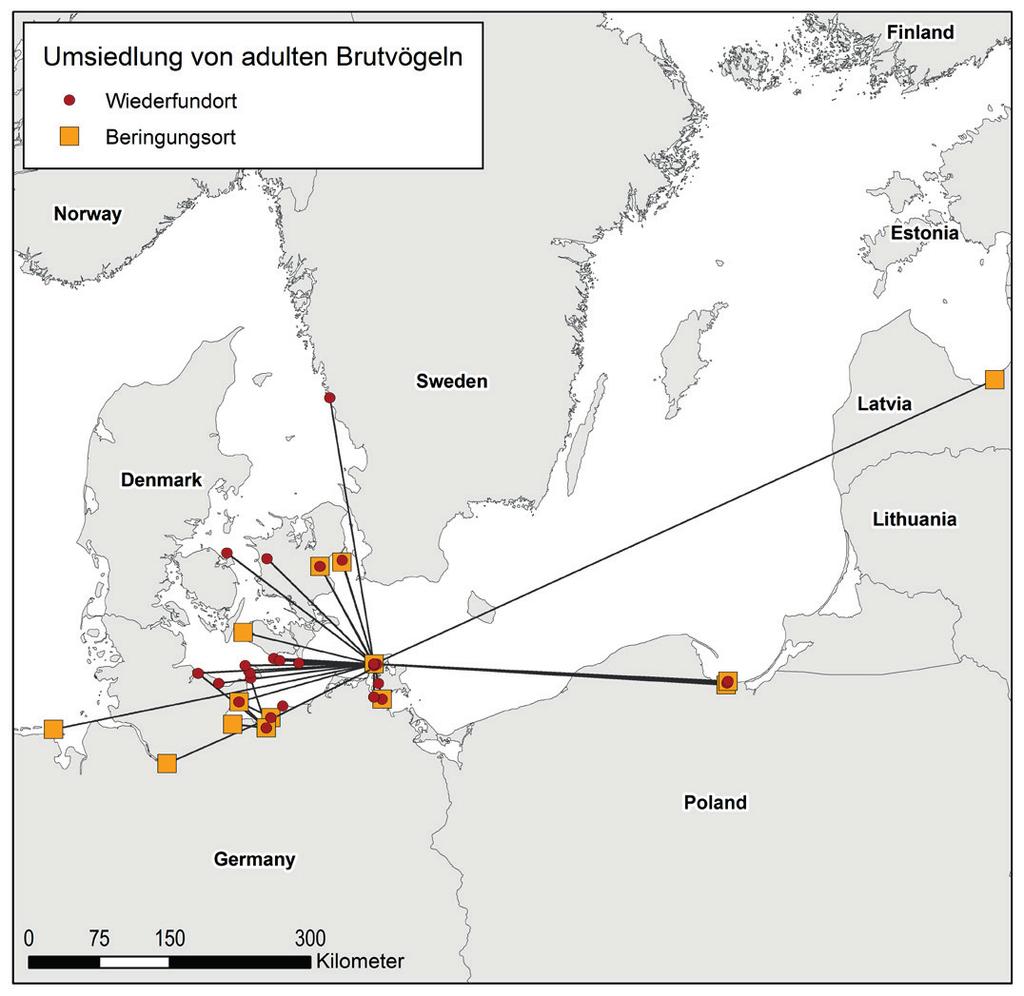 Beiträge zur Avifauna Mecklenburg-Vorpommerns Heft 2 2015 17 niedersächsischen Nordseeküste nachgewiesen. Umgekehrt erfolgte auch eine Zuwanderung von nfl.
