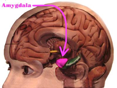 Insbesondere die Debatte ob oder nicht Emotion auch in der Abwesenheit von kognitivem Bewusstsein auftritt wurde durch die Erforschung einer subkortikalen Hirnstruktur, der A- mygdala, beeinflusst.