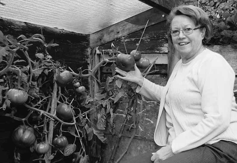Notz Französische Tomaten gedeihen bei Helga Neuschel LEUTKIRCH (Lhw) - Die Samen für diese prächtigen Tomaten bei Helga Neuschel stammen von einer Frucht, die sie 2007 von Josette Perés aus der