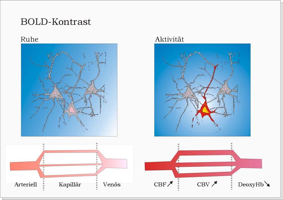 3.2.3 Grundlegendes Prinzip der fmrt Ein veränderlicher Anteil von Oxy- und Deoxyhämoglobin kann mittels MRT abgebildet werden (Abb.3.2-2).