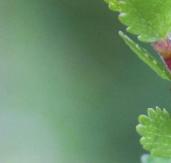 Heidelbeer-Weide sowie die Zwerg- und die Strauchbirke in den Übergangs- und