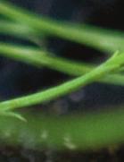 Lebendgebährend Kreuzotter und Waldeidechse Junge Kreuzotter Kreuzottern: Giftig, aber nicht aggressiv Kreuzotter mit Zickzack-Muster Kreuzzeichnung auf dem
