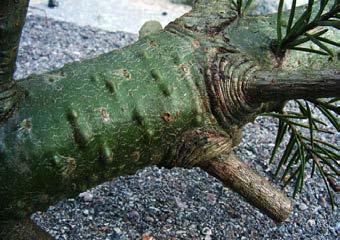 Borkenkäfer an Douglasie Im Mai 2006 färbten sich in Douglasien-Jungbeständen Nadeln rot und Kronenteile oder ganze Bäume starben ab.
