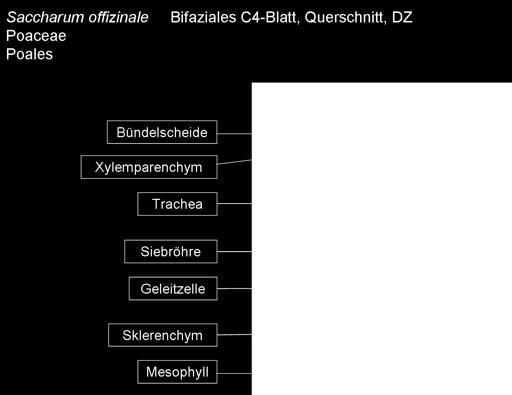 In einigen Fällen benötigt man für die Detailzeichnung einen zweiten, etwas dünneren Schnitt, damit die einzelnen Armpalisadenzellen wirklich gut