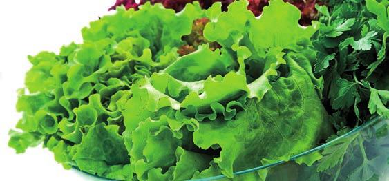 Salate Salatteller groß (A, M) Salatteller klein (A, M) Erdäpfelsalat hausgemacht (A, M) Grüner