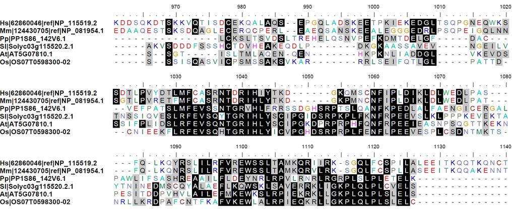 3.1. Untersuchungen zur Funktion von HARP und AH2 in A. thaliana 50 Hs (Chr. 2 - NC_000002.12) Mm (Chr. 1 - NC_000067.6) Pp (Pp1S86_142V6.1) Sl (Solyc03g115520.2.1) At (At5g07810.