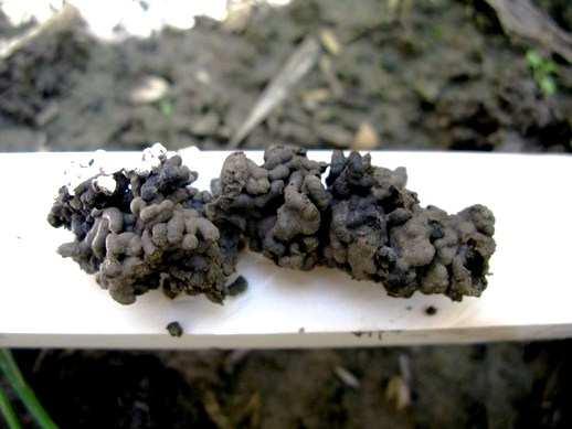 Vermischung von Kohle mit Boden durch Bioturbation Schwärzliche Kohle im