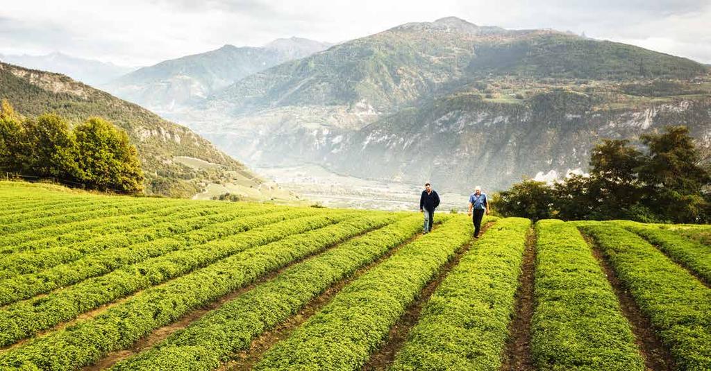 UNSERE PRODUKTE Anzahl Schweizer Bauern, die Kräuter 112 für Ricola produzieren: Angebaute Kräuterfläche für Ricola (zum Vergleich: Anzahl Fussballfelder) 124 450 km 96.4 % 96.