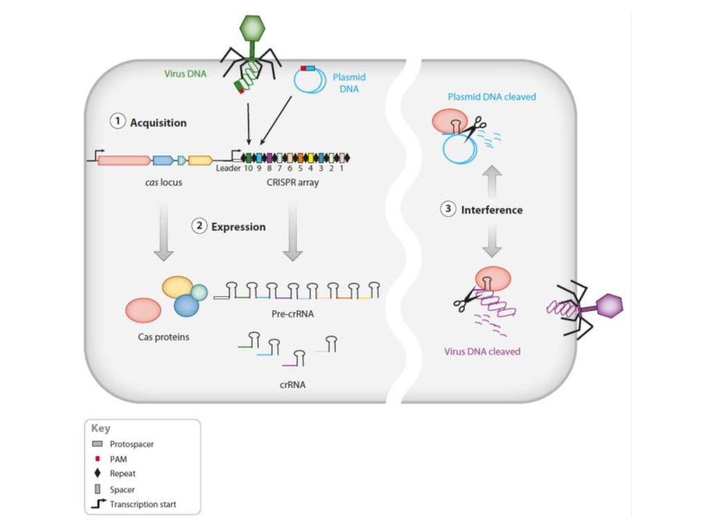 Experiment GM2 Part III: Genome editing with RNA-guided nucleases: the CRISPR-Cas system Bacteria and archaea have evolved adaptive immune defences termed Clustered Regularly Interspaced Short