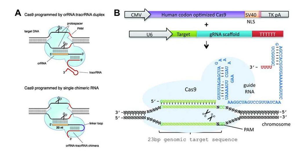 Experiment GM2 The Type II CRISPR system, utilizes a single effector enzyme, Cas9, to cleave dsdna.