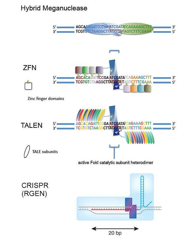 Experiment GM2 Genetic engineering Genetic engineering alters the genetic configuration of an organism using techniques that remove heritable material or that introduce DNA prepared outside the